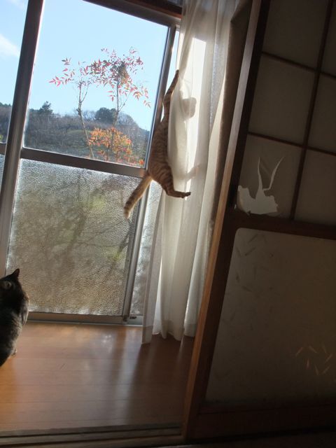 DSCF4353.jpg
