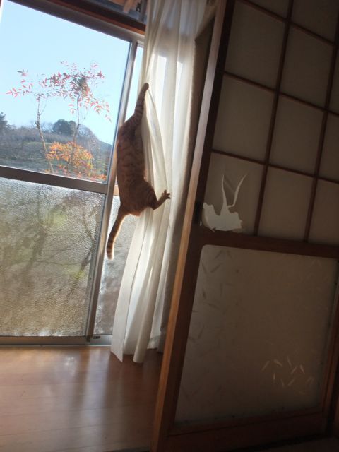 DSCF4354.jpg