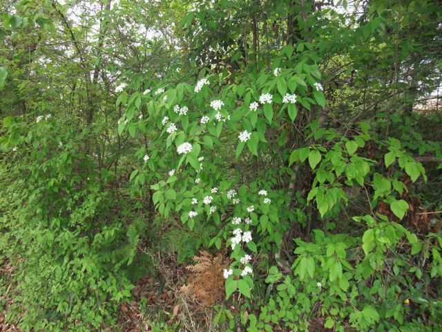 DSCF8549.jpg