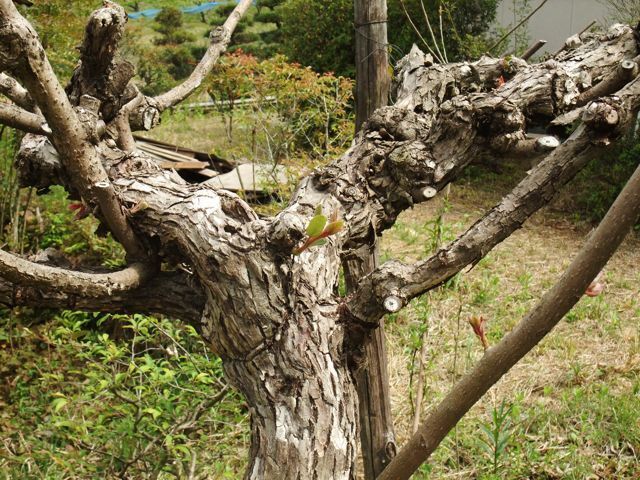 DSCF8612.jpg